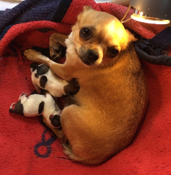 Chiot Chihuahua Sarrazine D'Autana